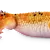 Leopard Gecko Care: Essential Facts for a Healthy, Happy Pet