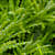 Pogostemon Helferi: How to Grow & Care for This Aquarium Plant