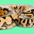 Scale Rot in Reptiles: Causes, Symptoms & Treatment