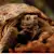 Russian Tortoise: 7 Essential Facts & Care Tips for a Healthy Pet