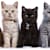 Excellent Cat Names: The Ultimate Guide for Pet Parents