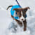 Pet Holiday Safety Guide: Enjoy the Season Together