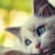 Top 5 Signs Your Cat May Be Hiding an Illness