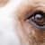 Worried About Dog Cloudy Eyes? 7 Serious Causes & When to Get Vet Help