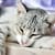 Cat Is Anemic: Top Questions Answered