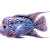 African Cichlid Care: Complete Tank Setup, Food & Compatibility
