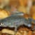 African Dwarf Frog Care: Habitat, Food & Health for Thriving Frogs