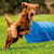 Dog Agility Training: How to Start Safely & Have Fun with Your Dog