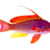 Anthias Care: Set Up a Thriving Tank for Vibrant, Healthy Fish