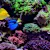Cloudy Fish Tank? Find Causes, Get Crystal Clear Water & Happy Fish!