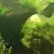 Aquarium Algae Types: ID, Causes & How to Remove