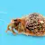 Marine Aquarium Clean Up Crew: Complete Guide
