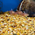 Aquarium Substrate: Complete Guide for Fish Tanks