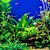 Aquatic Pet Safety: Keep Your Home Aquarium Pets Healthy & Safe