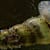 Aquatic Pest Snails: How to Control & Prevent Them