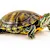 Aquatic Turtle Care: Tank, Food & Health for a Healthy Pet