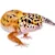How to Care for Arid Geckos: Food, Habitat & Health Tips