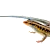 Arid Skink Care: Your Ultimate Guide to Habitat, Food & Health Tips