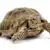 New Owner's Arid Tortoise Care: Habitat, Food, & Health Guide