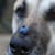 Can Dogs Eat Blueberries? Yes — Here's How
