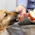 Can Dogs Eat Apples? Yes — With One Exception