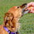 Can Dogs Eat Oranges? A Pet Parent's Guide
