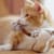 DIY Cat Enrichment: 9 Ways to Stimulate Your Cat