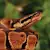 Ball Pythons: Your Ultimate Guide to Essential Pet Snake Care