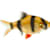 Barbs Fish Care Guide for Beginners: Tank, Food & Compatibility