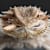 Bearded Dragon Food: Complete Feeding Guide