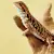 Bearded Dragon Care: Essential Facts for a Healthy, Long, Happy Life