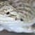 Bearded Dragon Impaction: Spot Signs, Causes, & Prevent It Now