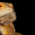 Bearded Dragon Eggs: Complete Care Guide