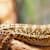 Bearded Dragon Stress Marks: Spot Signs & Relieve Your Pet's Stress