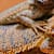 Fat Bearded Dragon: Weight, Health & Diet Guide