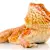 Bearded Dragon Not Eating? Why & How to Get Them Eating Again