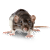 Rat Teeth: Care, Growth & Dental Health Guide