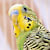 Bird Poop Guide: What's Normal & What's Not