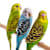 Keep Your Pet Bird Healthy: Prevent & Identify Infectious Diseases