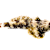 Blenny Care: Tank Setup, Food, & Compatibility for Your First Blenny