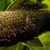 Is Your Fish Bloated? Causes, Symptoms, Prevention and Treatment Guide