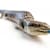 Tropical Skink Care: Habitat, Food, Health & Handling Guide