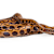 How to Care for a Brazilian Rainbow Boa: Habitat, Food & Health