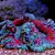 Brown Algae in Fish Tanks: Causes, Removal & Prevention