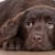 Dog Parvo: Spot Symptoms, Prevent & Treat This Deadly Disease