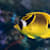 Butterfly Fish Care: Tank Setup, Feeding, & Water Quality Guide