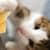 Can Cats Eat Cheese? A Vet-Backed Guide