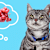 Can Cats Eat Grapes? Absolutely Not! Dangers, Symptoms, & What To Do