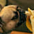 Bananas for Dogs: Safe? Benefits, Risks & Essential Feeding Tips