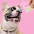 Can Dogs Eat Bread? What Pet Parents Should Know